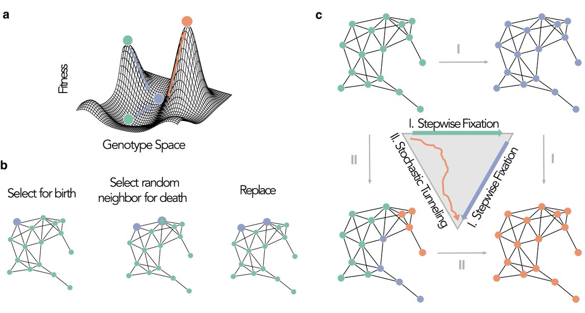 Evolutionary graph theory beyond single mutation dynamics: on how network-structured populations cross fitness landscapes 

academic.oup.com/genetics/artic…