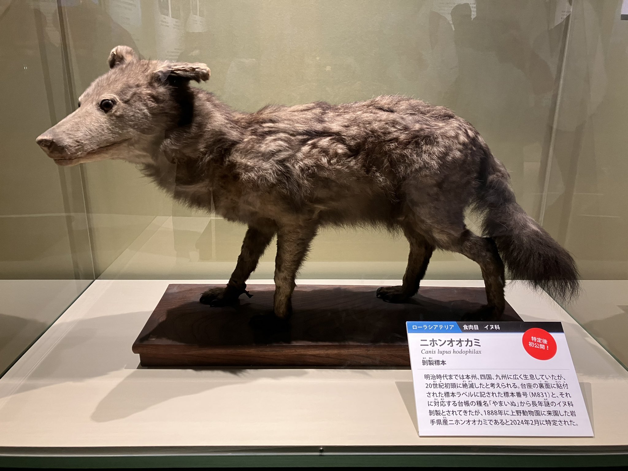 週刊 日本の天然記念物 ニホンオオカミ フィギュア Amazon | 週刊 日本の天然記念物 動物編 ニホンオオカミ 銀狼