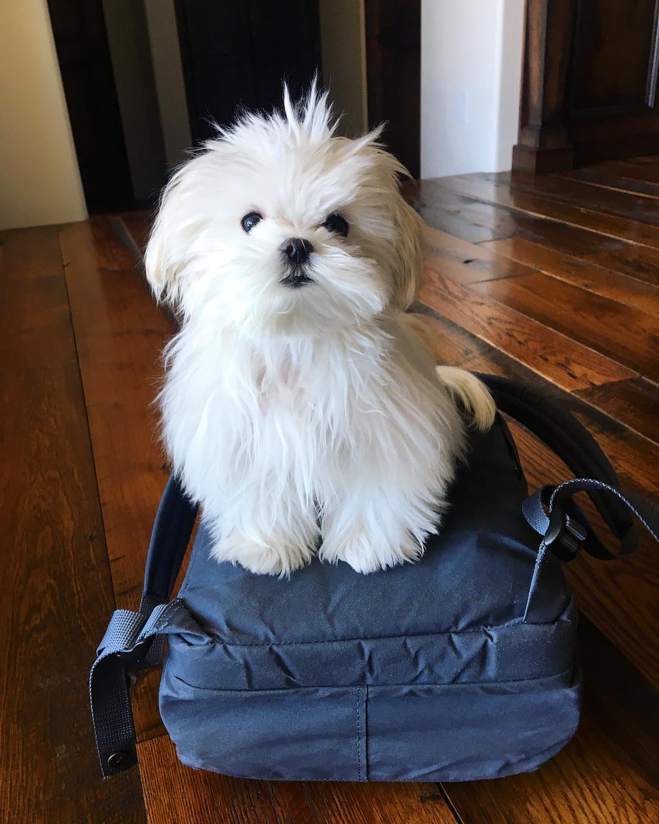 $coco packing her bags