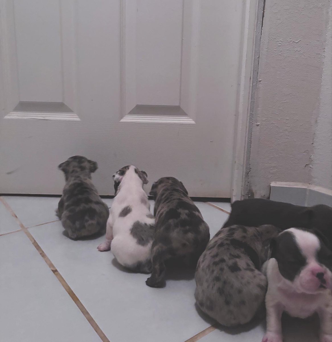 karssss6's tweet photo. puppy galore✨✨

they’re just too precious😍

AKC- full breeding rights, health guarantee ‼️

🤍 Mom is merle 
💙 Dad is lilac 

there babies are on the hunt for their Furever couch 😜🥰🖤

comment or message for more info! 🔥 https://t.co/N5VIvuP2Zl