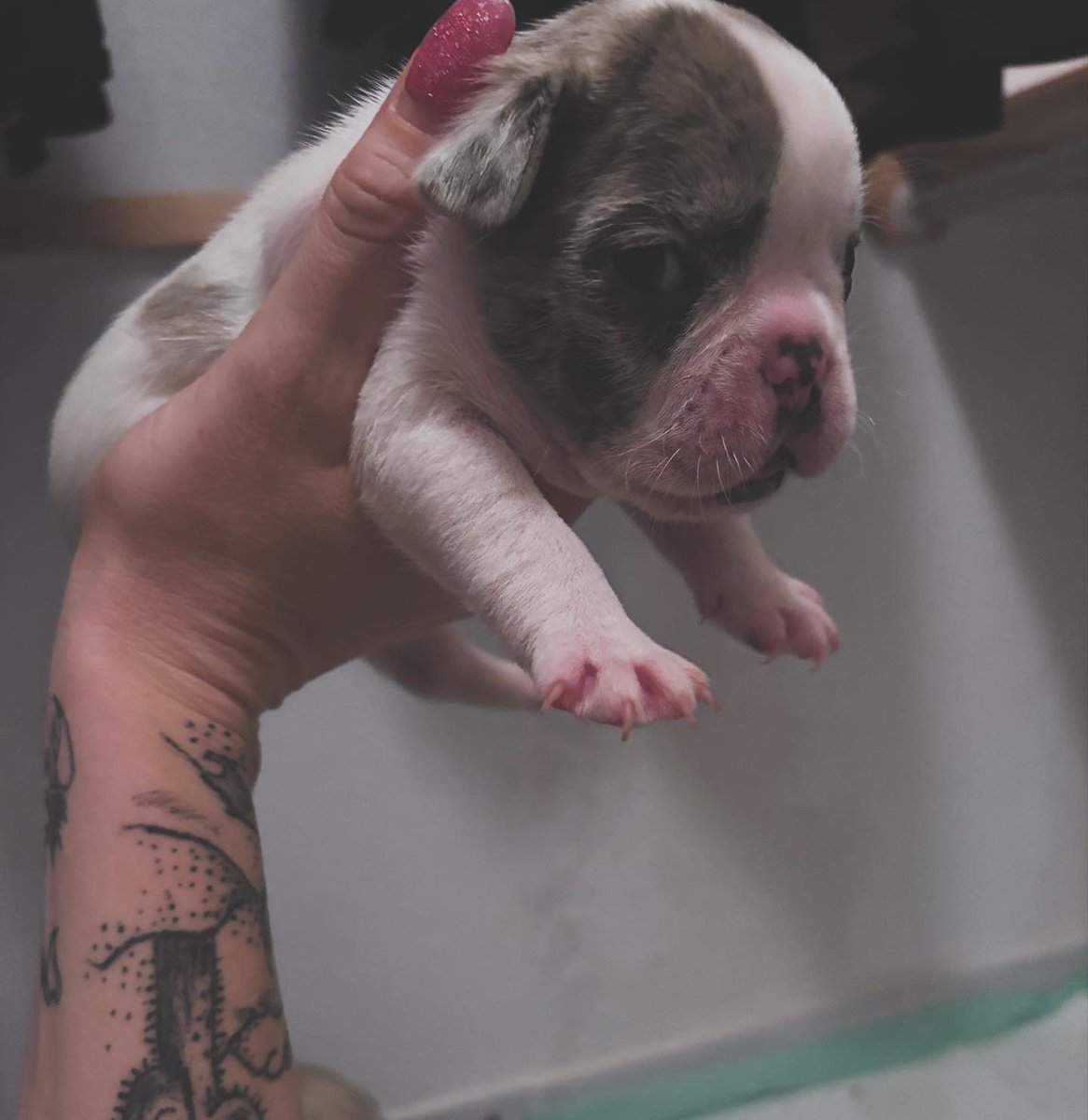 karssss6's tweet photo. puppy galore✨✨

they’re just too precious😍

AKC- full breeding rights, health guarantee ‼️

🤍 Mom is merle 
💙 Dad is lilac 

there babies are on the hunt for their Furever couch 😜🥰🖤

comment or message for more info! 🔥 https://t.co/N5VIvuP2Zl