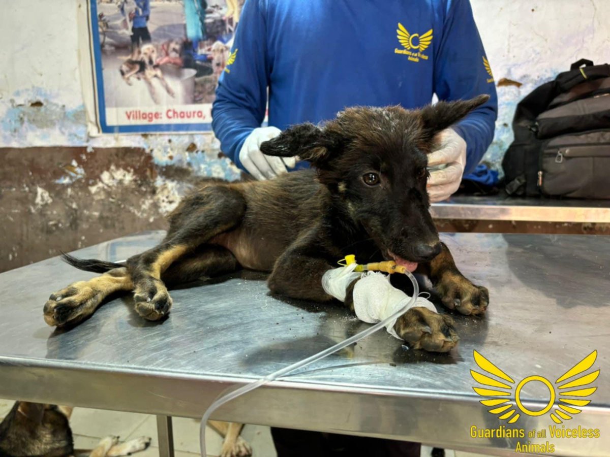 GuardiansVoice's tweet photo. Tinny Munna was found suffering on a highway! 

Complete story and video (Instagram):

https://t.co/TEO1DOBaTW

Complete story and video (Facebook):

https://t.co/R5h0GvjlBT https://t.co/VQXx45y9Mu