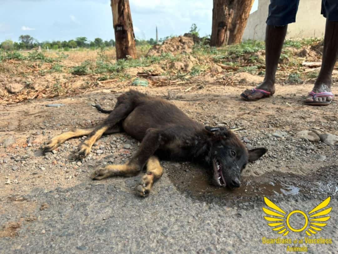 GuardiansVoice's tweet photo. Tinny Munna was found suffering on a highway! 

Complete story and video (Instagram):

https://t.co/TEO1DOBaTW

Complete story and video (Facebook):

https://t.co/R5h0GvjlBT https://t.co/VQXx45y9Mu