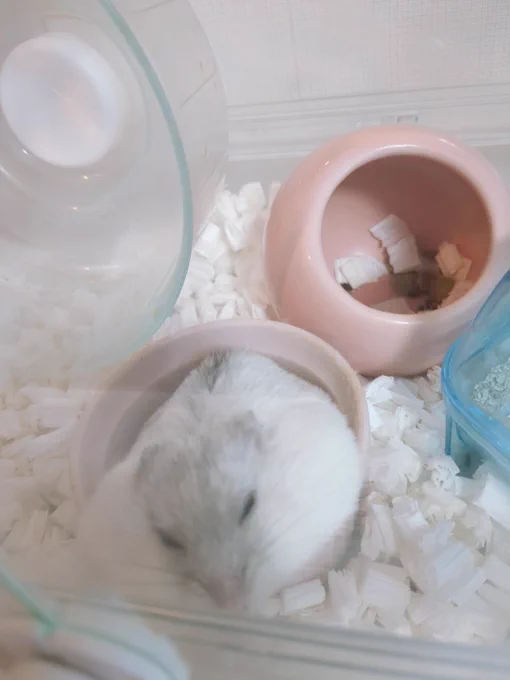エサ箱の中で寝てるんだけどカワイイね。