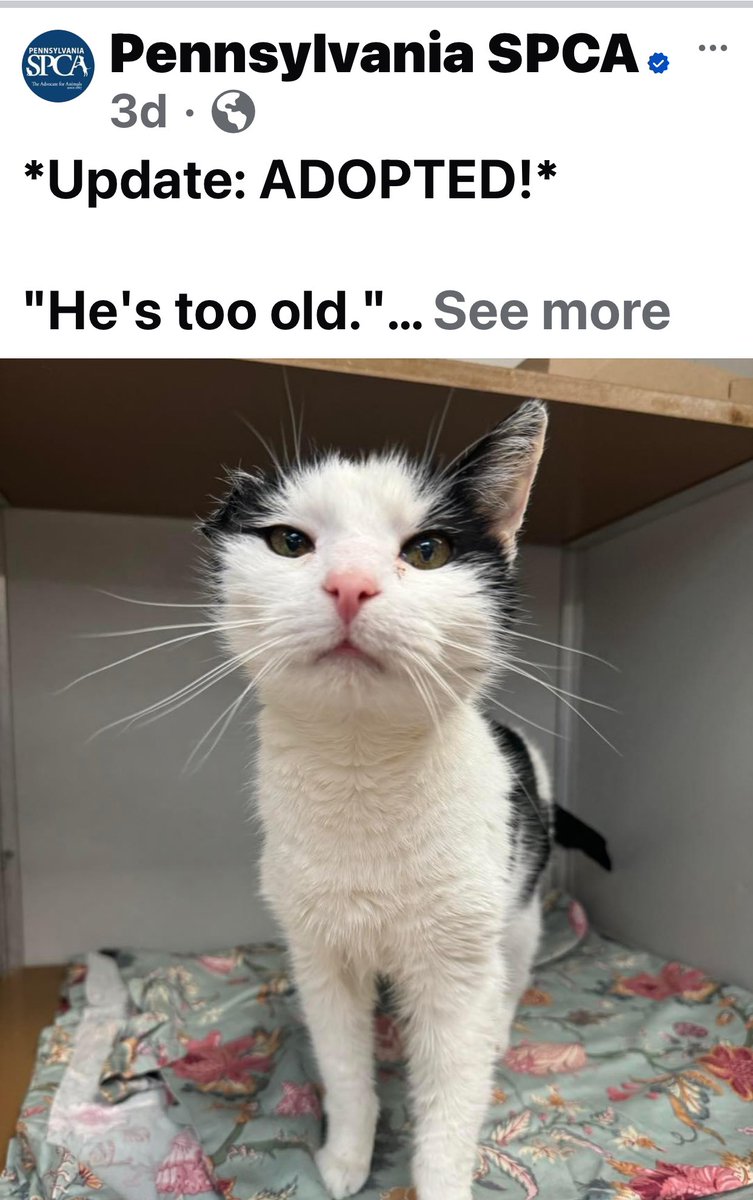 MissyBBBobtail's tweet photo. He. Has. Been. Adopted. 🎉🥳👏🙌

From their Facebook page. https://t.co/enyLQO7DQ5
