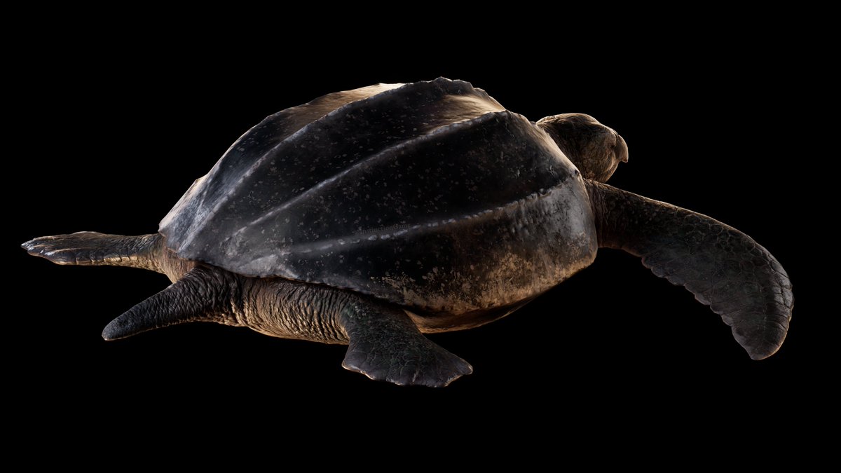 InstinctionGame's tweet photo. Meet the incredible Archelon ischyros, the largest sea turtle that ever lived. Our latest game model beautifully captures the essence of this magnificent creature, you'll find a mix of scary and serene underwater experiences in INSTINCTION. Dive into the ancient oceans and marvel at this prehistoric wonder that has been brought to life with meticulous detail. Keep an eye out for more models coming soon from our talented artists.

Best way to support us is Wishlist on Steam: https://t.co/uDYbbJ6TIO

We share everything early and a few things that won't be shown publicly on our Discord server with our Supporter Edition members. For more details visit: https://t.co/MEsDSbObcz

#Archelon #PrehistoricArt #PaleoArt #MarineReptiles #DinosaurLove #gamedev #UE5 #Instinction #PlayInstinction #DFWD