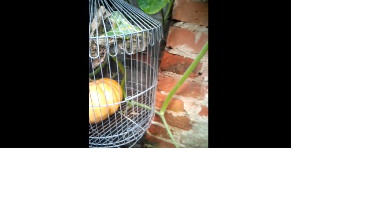MKotvisky's tweet photo. #FreshVegetables #FreshLife #Horticulture THE PUMPKIN CAME IN HERE, HOW DO I GET IT OUT OF HERE? https://t.co/Rm1KJbYHZf