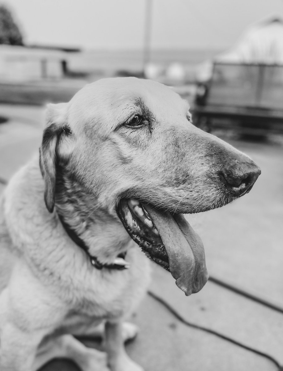 To our best boy, 

We will never forget all of the priceless memories from the last 11½ years. Our farm is incomplete without you. 

Bruce, you were one of the good ones. We love you so much, we miss you like crazy, and we will see you again one day. 

🖤