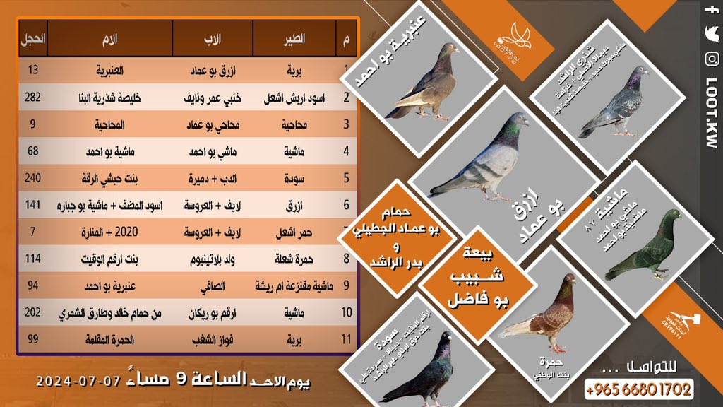 lootkw's tweet photo. 🔥 بيعة شبيب بو فاضل🔥
🕊 حمام بو عماد الجطيلي + بدر الراشد 🕊
الساعة 9 مساءً
.
ونازل على راس البيعة:
ازرق بو عماد
شذري الراشد
سودة بدر
عنبرية بو احمد
ماشية ٨٧
الحمرة بنت الوطني

.
.
وزين كثير، بانتظاركم 👍🏼
طب وتخير من الزين 👌
.
يوم الاحد الموافق 07-07-2024 
الساعة 9 مساءً https://t.co/CSpeKVA8Kd