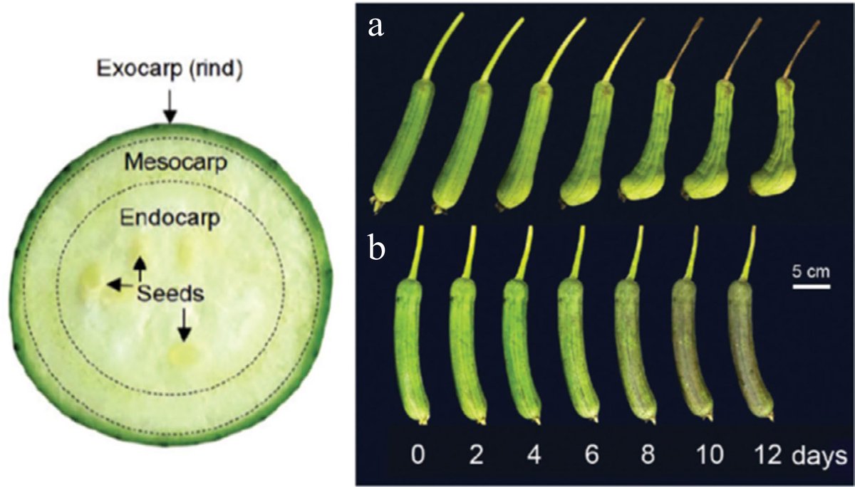 HortiPlant's tweet image. Low temperatures cause chilling injury (CI) in tropical vegetables, leading to oxidative stress. PUFA-rich membranes and antioxidants are crucial for CI tolerance.

@MaximumAcademic @PlantPhys #VegetableRes #ChillingInjury #VegetableStorage
Details: maxapress.com/article/doi/10…