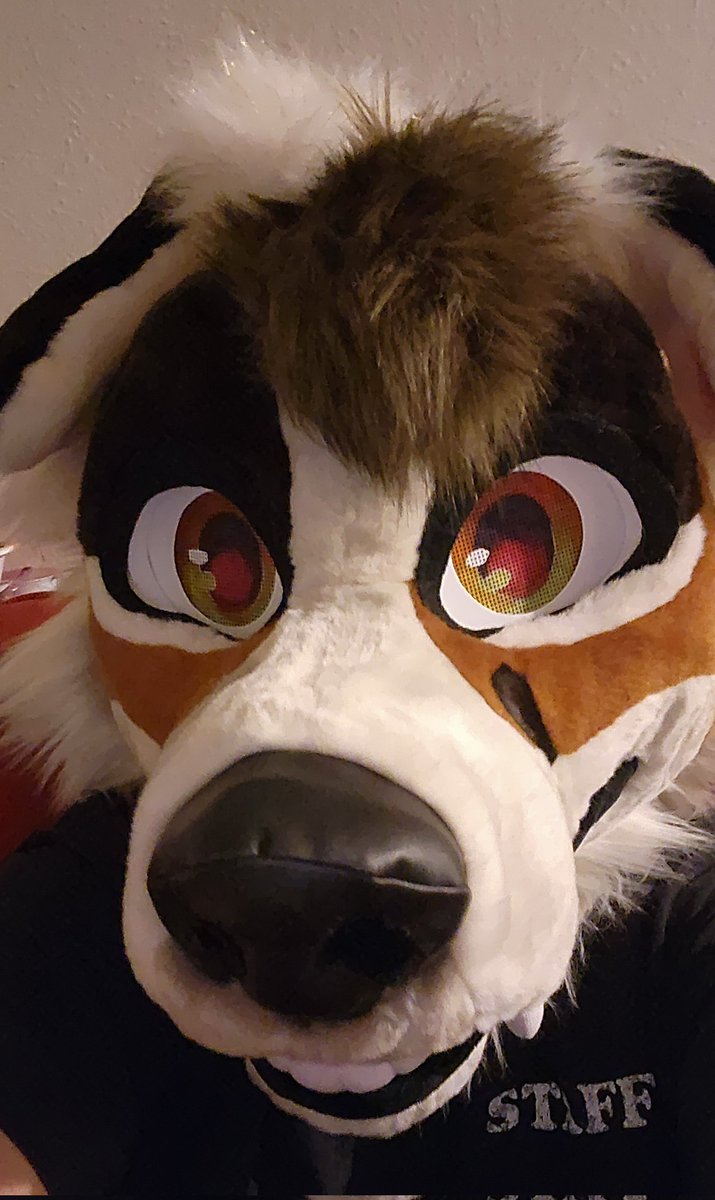 🐾 Ｒｅｍｕｓ 🐾 tweet media