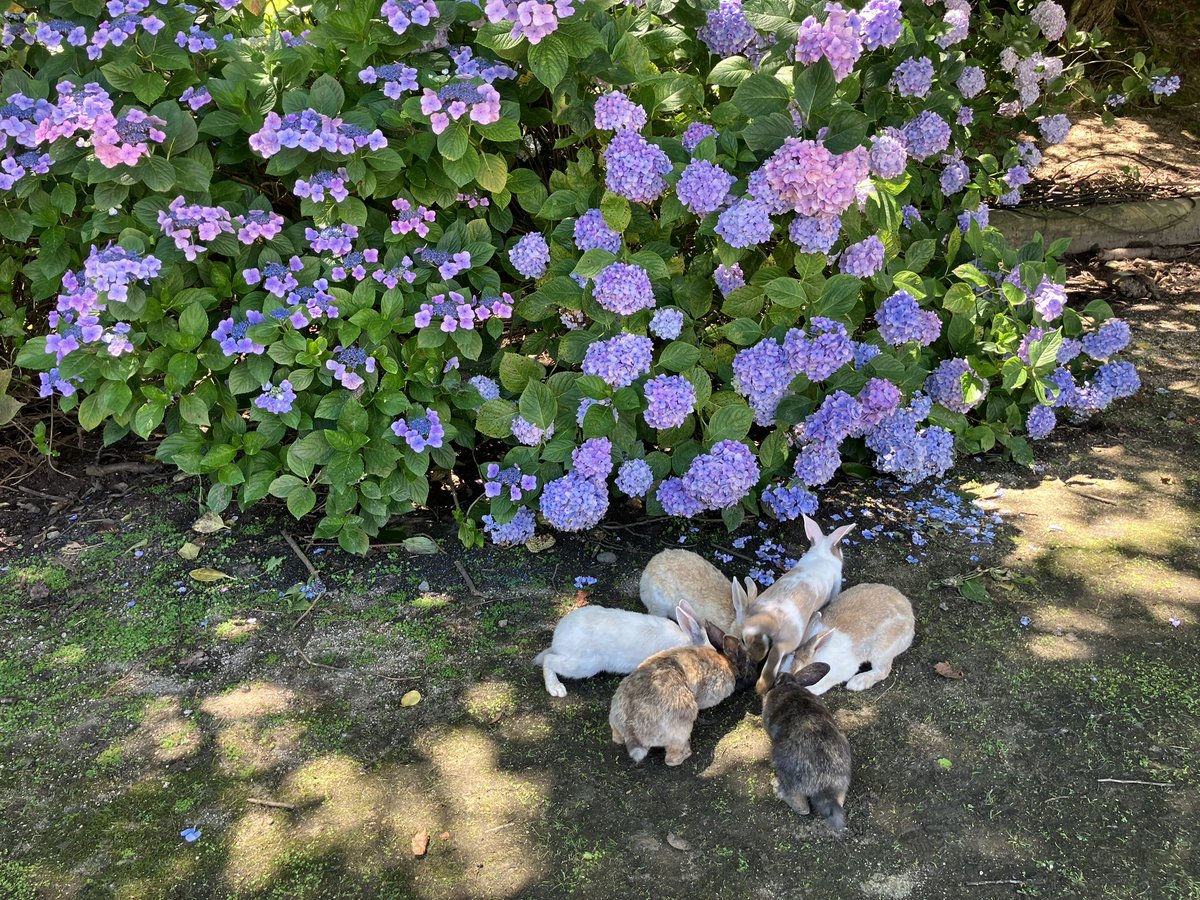 utarou24's tweet photo. ありがとう❣️
大久野島のうさぎさん達🏝️🐇🐇🐇

たくさんのうさぎさんが寄ってきてくれて想像以上に幸せな場所でした🏝️🐇🐇🐇

#うさぎ #うさぎ島 #広島県 #大久野島
#rabbit  #rabbitisland #bunny
#ohkunoshima #okunoshima #hiroshima #japan https://t.co/qA4c4BHkjp
