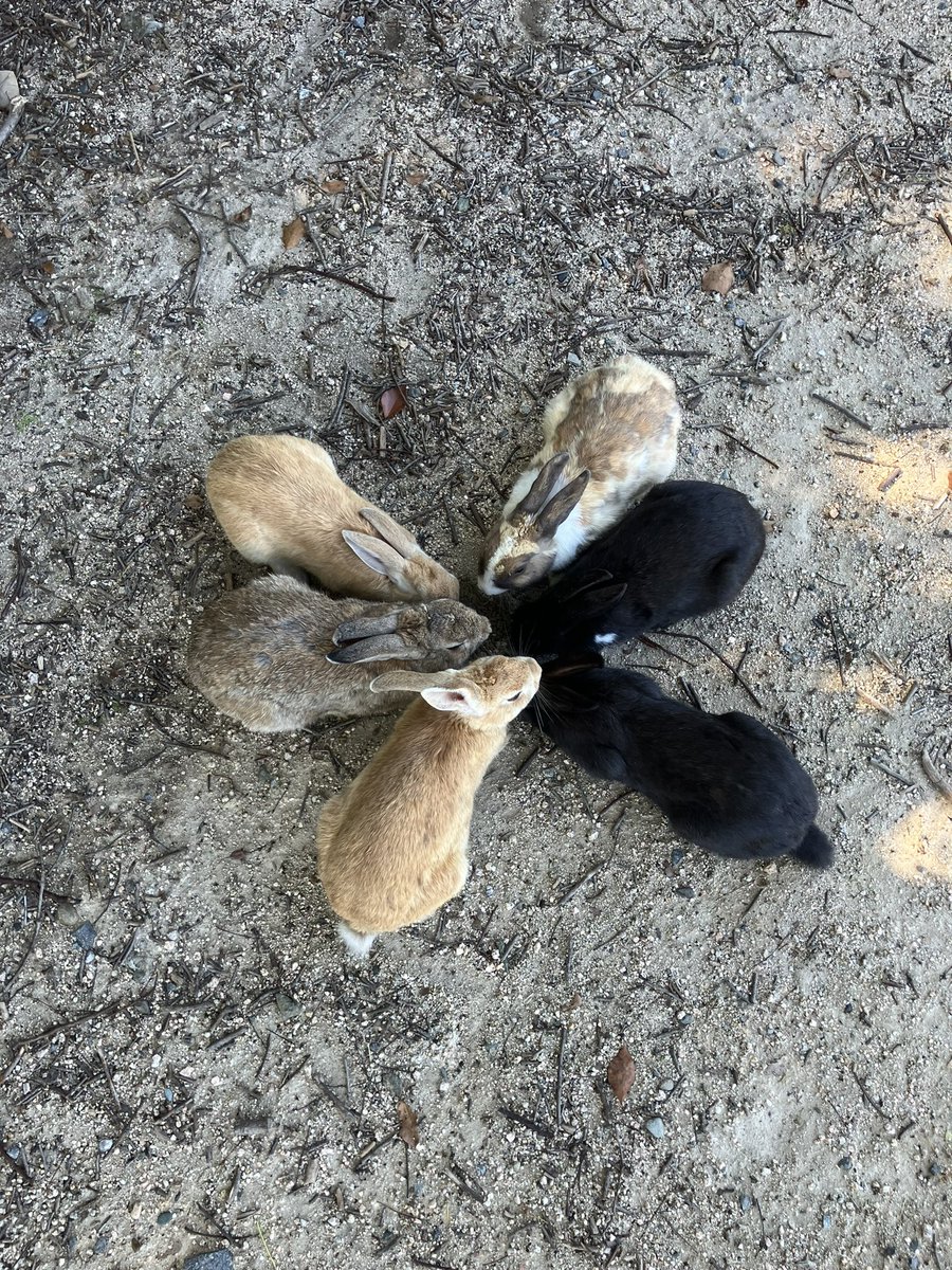 utarou24's tweet photo. ありがとう❣️
大久野島のうさぎさん達🏝️🐇🐇🐇

たくさんのうさぎさんが寄ってきてくれて想像以上に幸せな場所でした🏝️🐇🐇🐇

#うさぎ #うさぎ島 #広島県 #大久野島
#rabbit  #rabbitisland #bunny
#ohkunoshima #okunoshima #hiroshima #japan https://t.co/qA4c4BHkjp