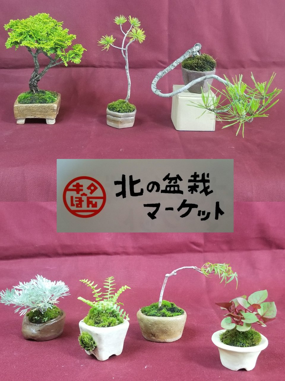 札幌近郊！盆栽多数ございます