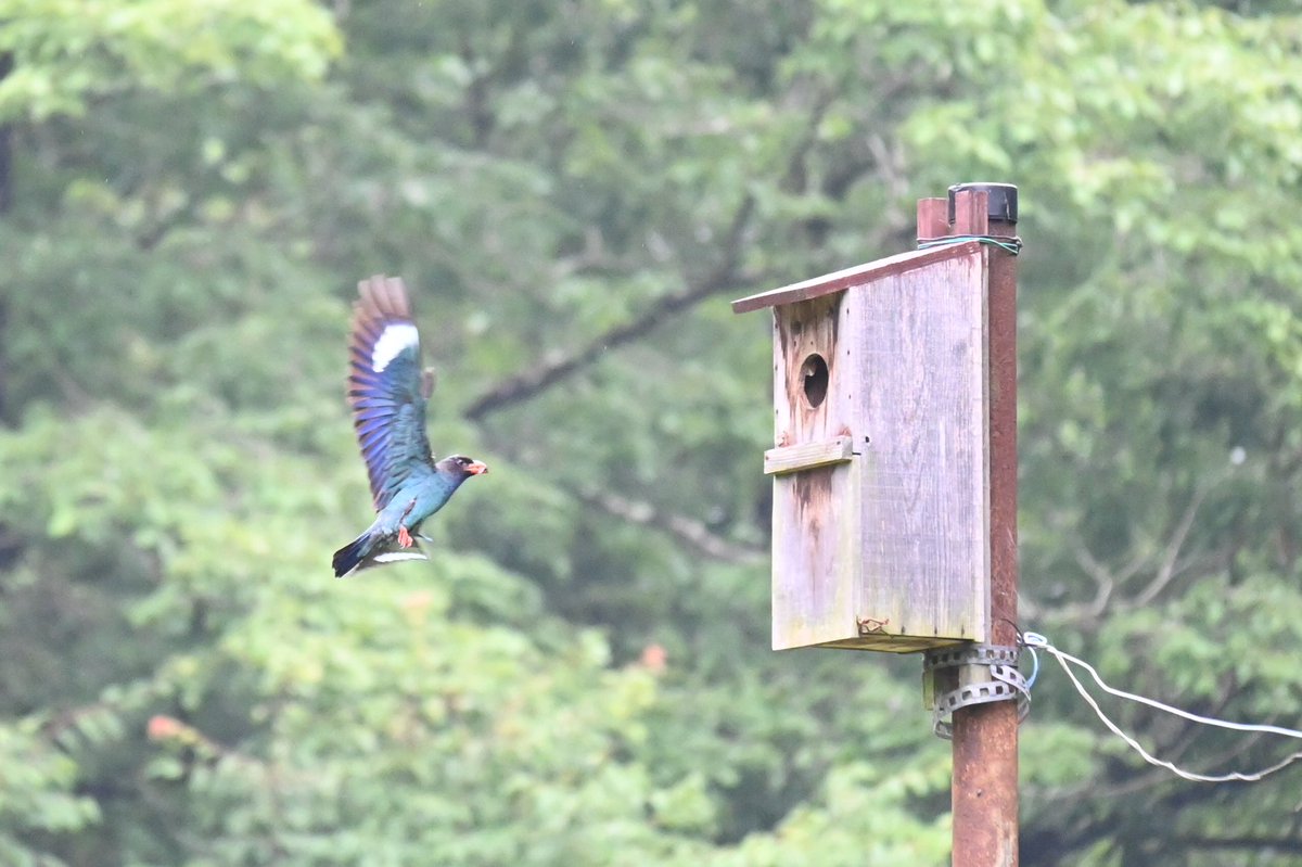 taku_coromanda's tweet photo. ブッポウソウ、初めて見たけど
めちゃ綺麗���った！
#ブッポウソウ　#野鳥観察
#野鳥　#Z50 https://t.co/F2UKguHdXk