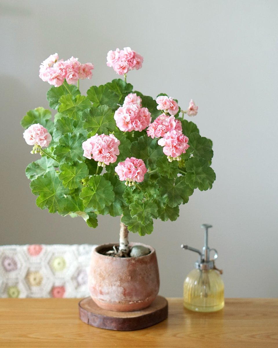 Kalian punya bunga favorit gak?

Kalau aku, Daisy.
Cantik banget 🌼🌼🌼🌼