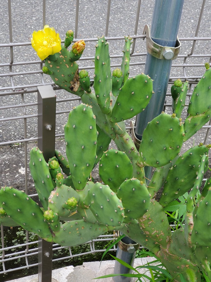 サボテンに花咲いた！！
#サボテン
