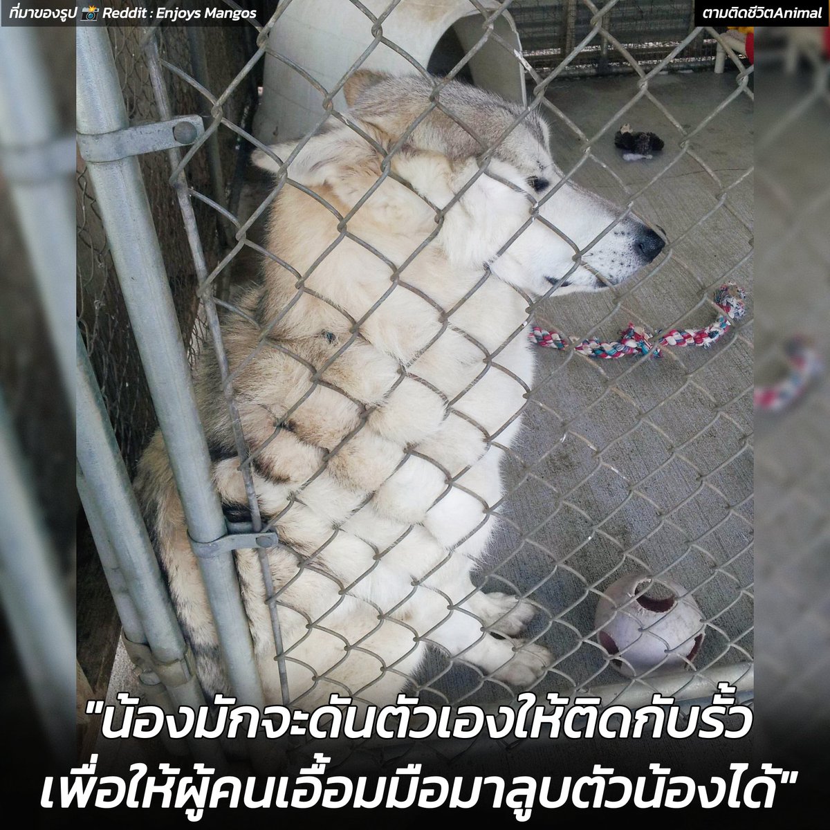 ผู้ดูแลสังเกตเห็นไซบีเรียนในศูนย์พักพิงชอบดันตัวเองให้ติดกับรั้ว ตอนแรกเขาไม่เข้าใจว่าน้องทำไปเพื่ออะไร แต่มารู้ทีหลังว่าน้องพยายามให้ผู้คนที่มาเยี่ยมเยือนยังศูนย์ฯ สามารถเอื้อมมือลูบตัวน้องได้ง่ายขึ้น เพราะตัวน้องเองก็ต้องการความรักจากใครสักคน 🥹🥹🥹
พี่ไซ : ลูบเราหน่อยได้ไหม