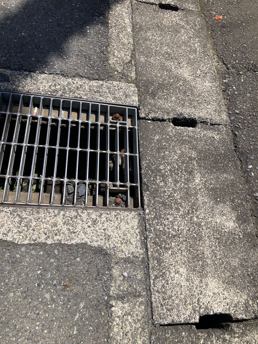 pengdian's tweet photo. こんなところで　午前中にみかけるのは珍しい　日陰は猫が昼寝してるから仕方ないね～(´･ω･`) https://t.co/S3zP2ETd8i