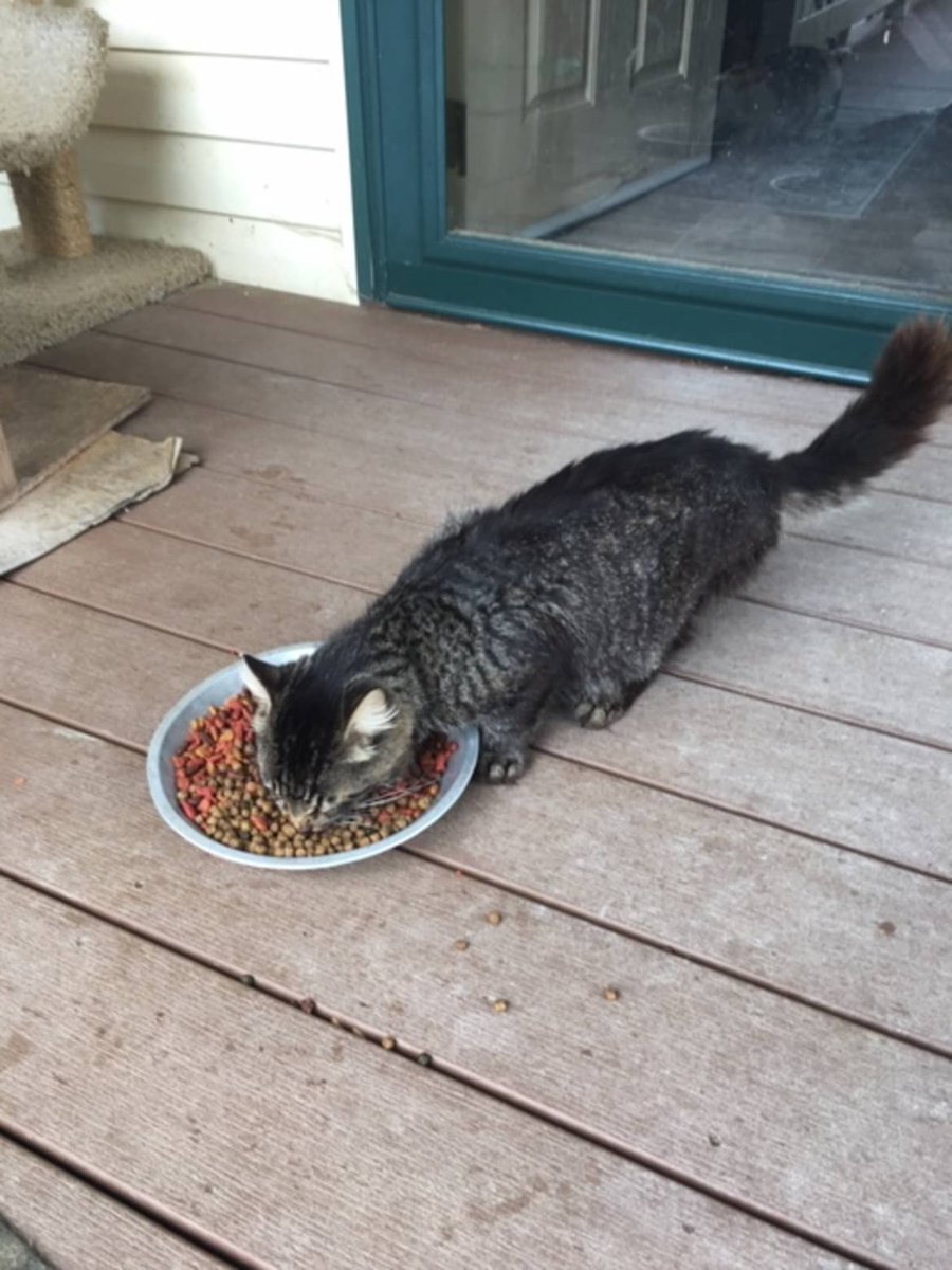 standarded's tweet photo. I would appreciate a #pawcircle for my little guy Fuzzy. This photo is from happier times. I found him tonight after he crossed the Rainbow Bridge. He was the sweetest little guy, and I will miss him dearly. https://t.co/ffAjTAWXAF