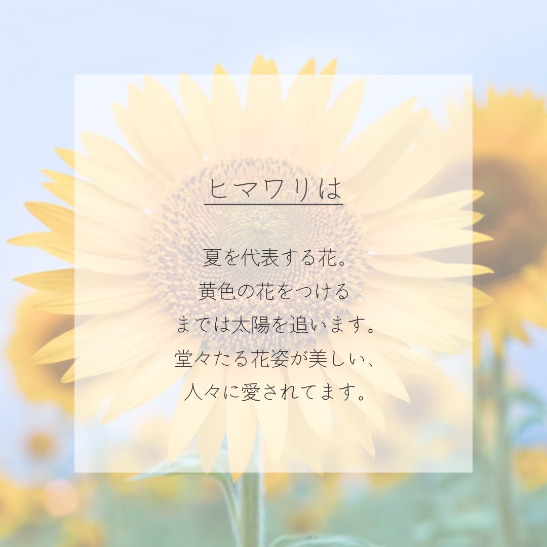 itismizu's tweet photo. 7月6日の誕生花は
ヒマワリ*向日葵　(英： Sunflower)

花言葉は「私はあなただけを見つめる」、「憧れ」など

花をつけるまでは太陽を追います。堂々たる花姿が美しい、人々に愛されてます。色と本数によって花言葉が異なるため贈り物するの際に注意しましょう。

#dayday花project #花言葉シリーズ https://t.co/csu9V1eu3I