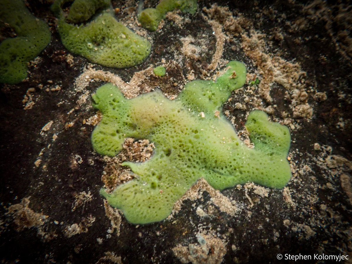 Freshwater Sponge Research tweet media