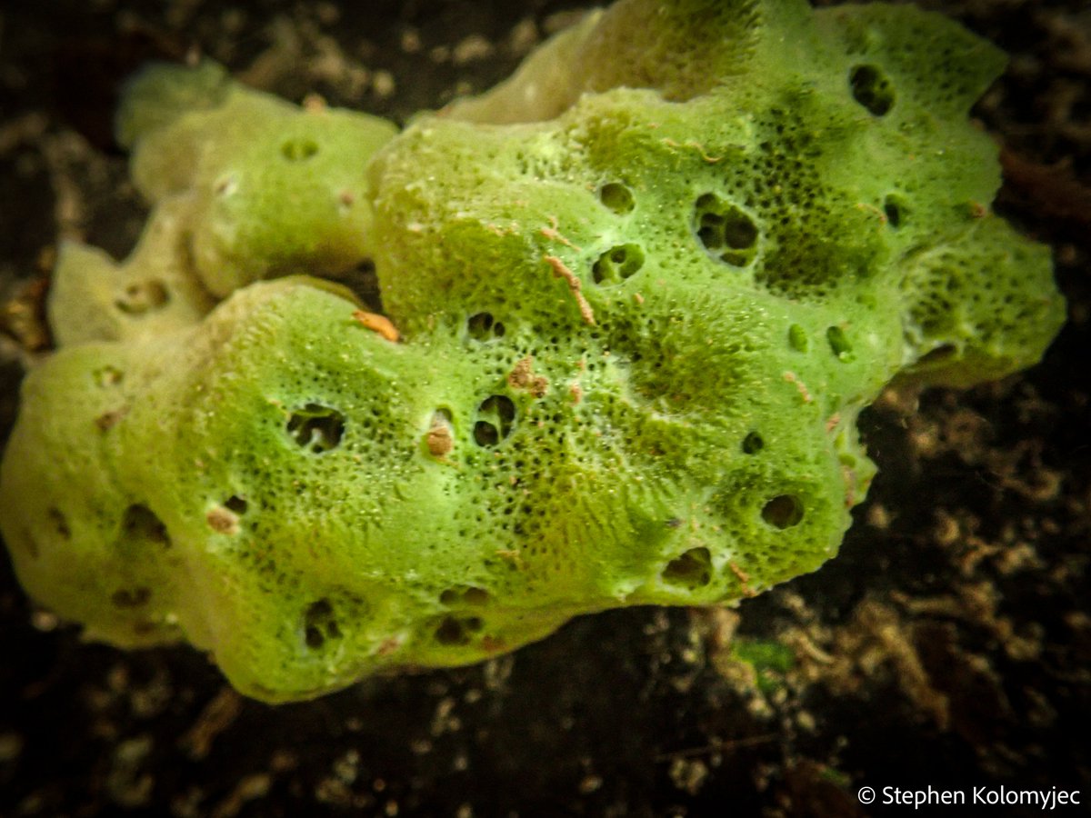 Freshwater Sponge Research tweet media