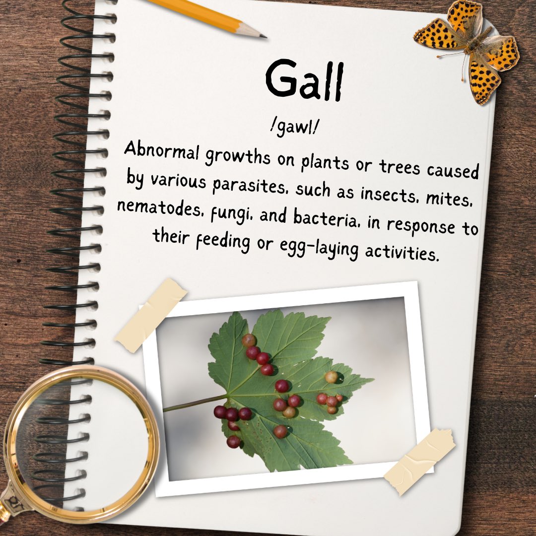 BugsWithMike's tweet photo. The bug word of the day for 7/6/24 is Gall - Abnormal growths on plants or trees caused by various parasites, such as insects, mites, nematodes, fungi, and bacteria, in response to their feeding or egg-laying activities. https://t.co/mpWKm8UCgr