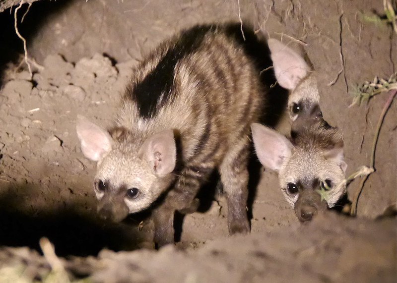 [🔗](api.tinyfox.dev/hourly/Yeens/1…)