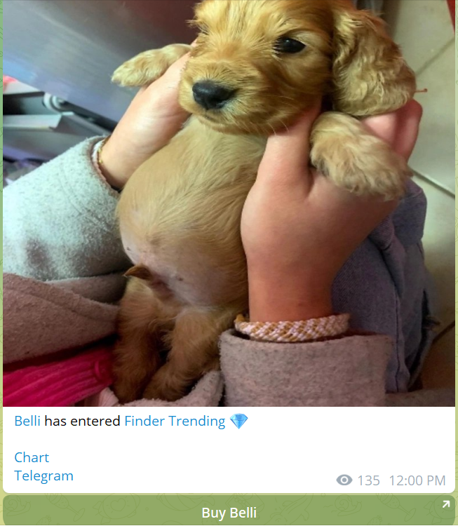 Puppi Belli tweet media