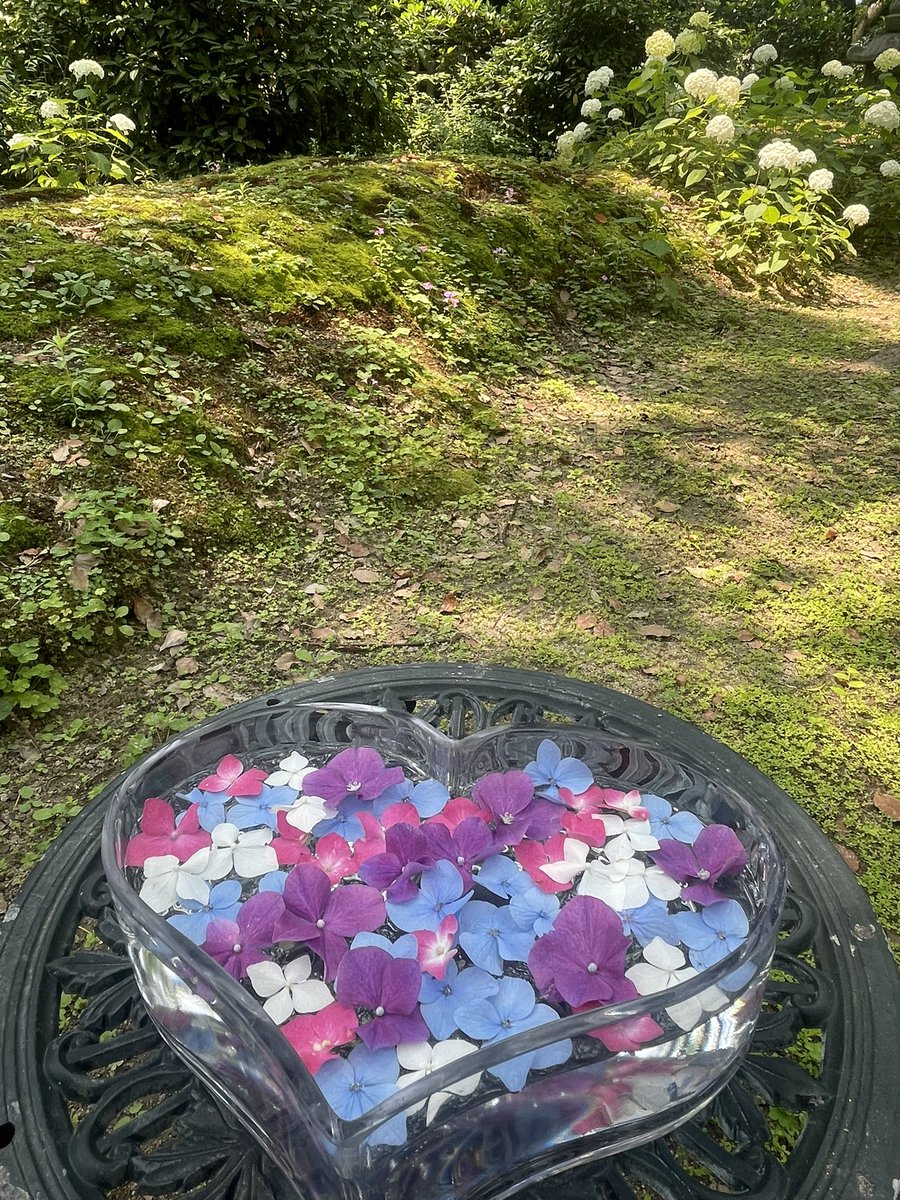 andrealin60's tweet photo. #筥崎宮　#あじさい #花手水 https://t.co/DjOeZm7TwP