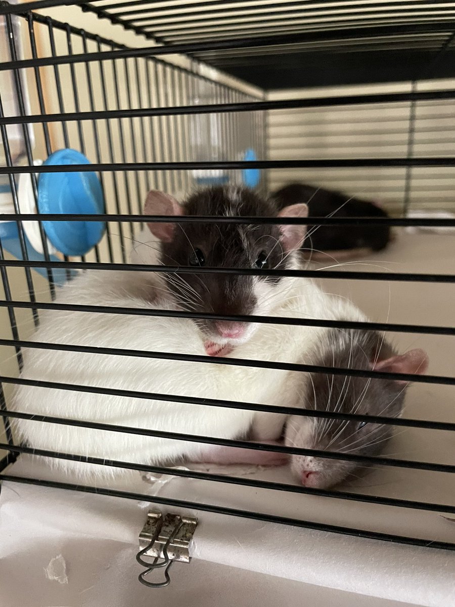 うねは他のねずみの背中に乗っかるの好きね〜