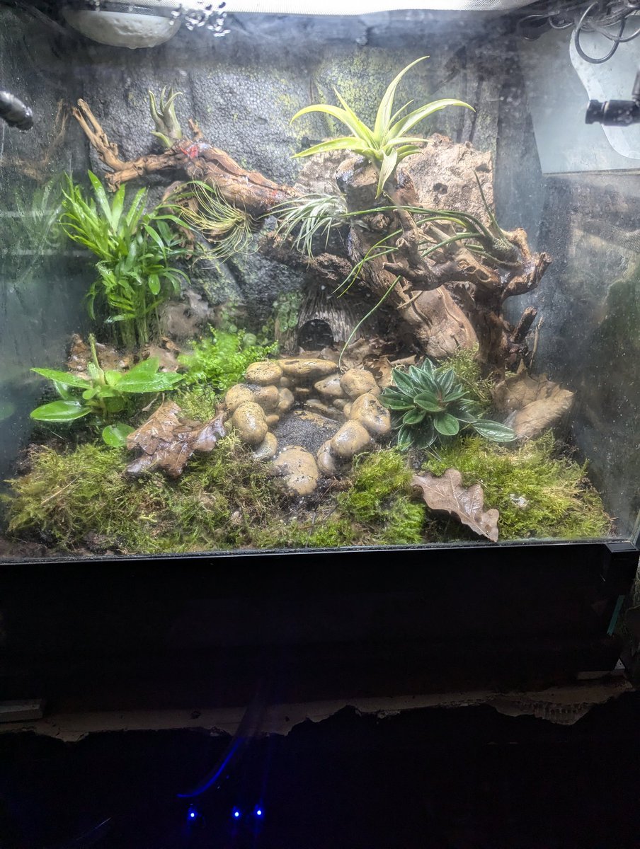 freaksquid5's tweet image. The dart frog take is taking shape slowly