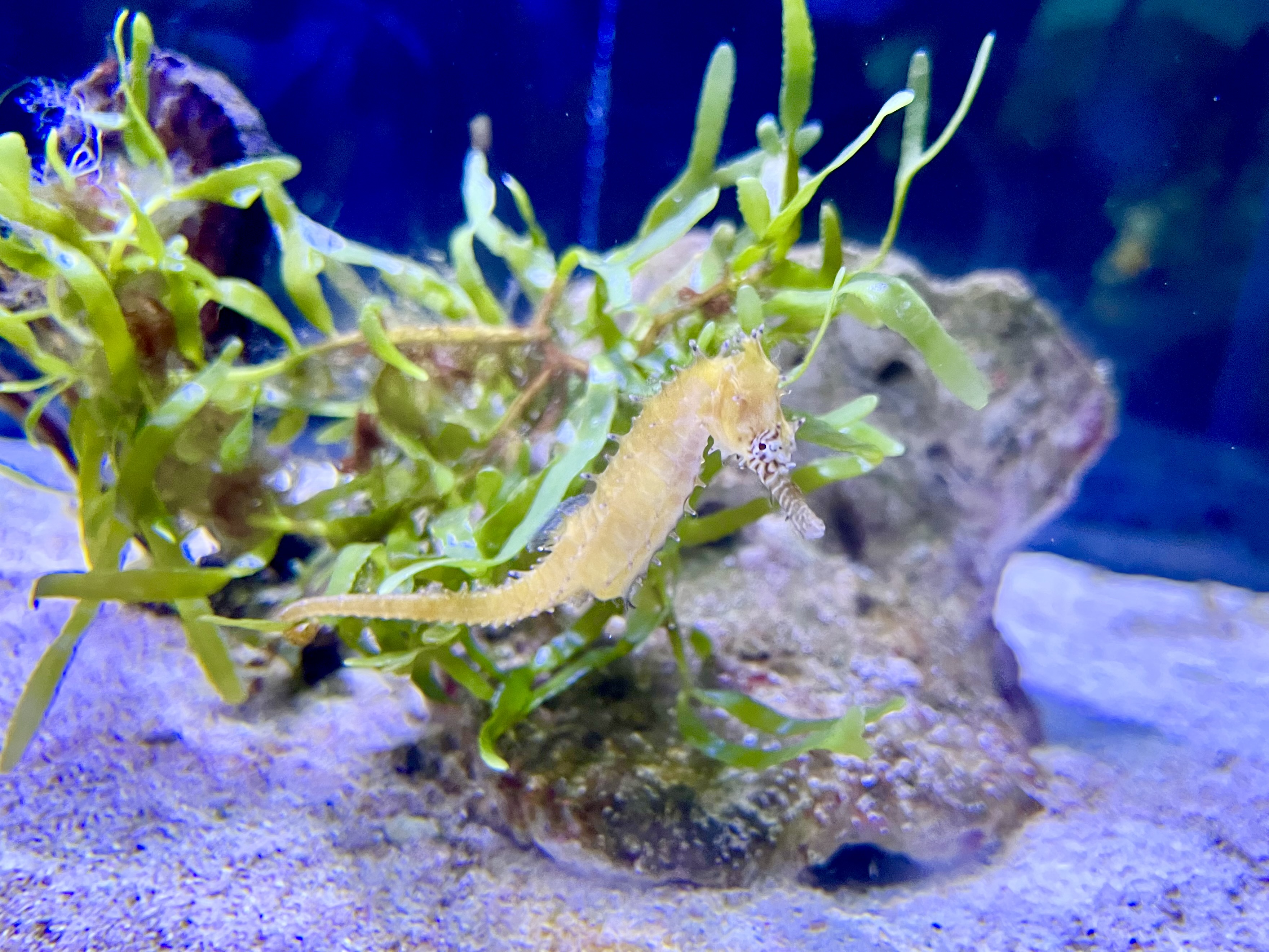 タツノオトシゴ TG271 タツノオトシゴ