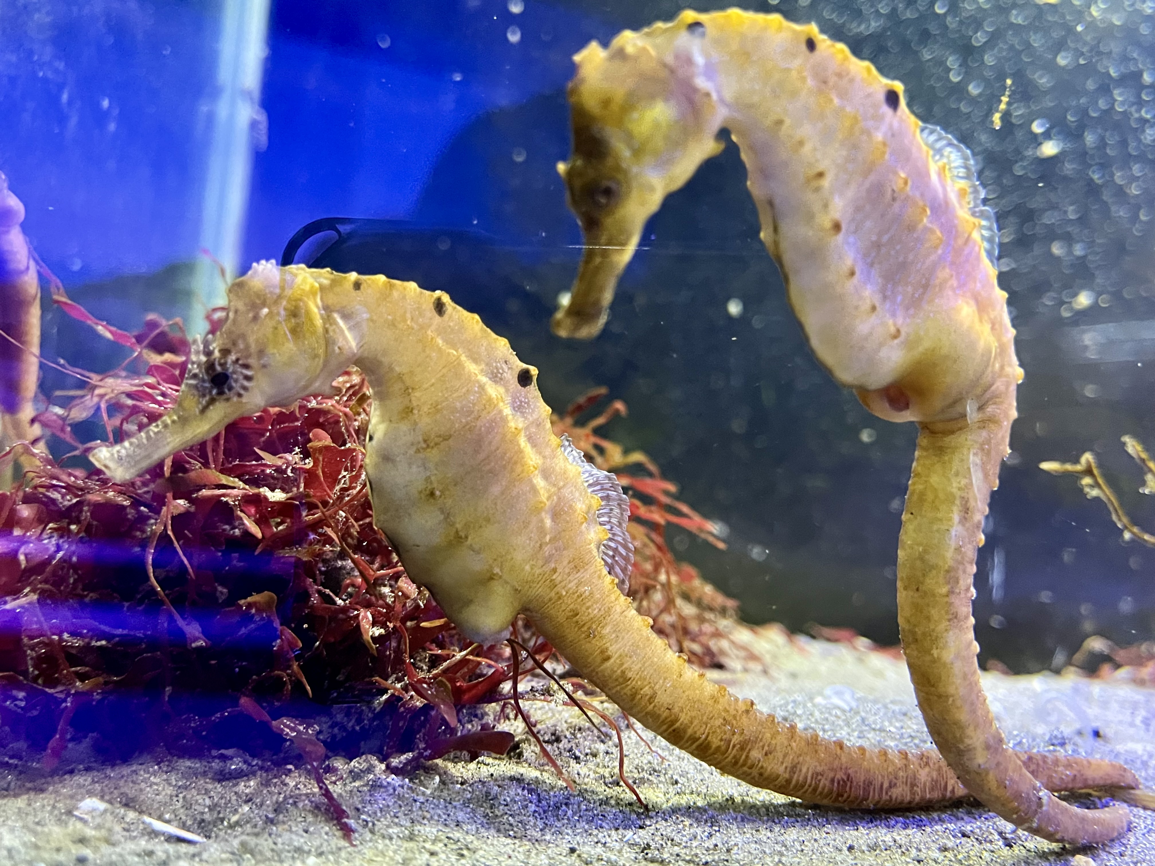 タツノオトシゴ TG271 タツノオトシゴ