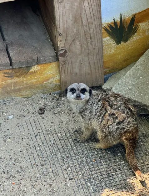 cryptoaceyt's tweet photo. Fața mea când intrăm în AltCoin season!😂
#bitcoin #crypto #suricate #CryptoAce https://t.co/oSVKYOY7a3