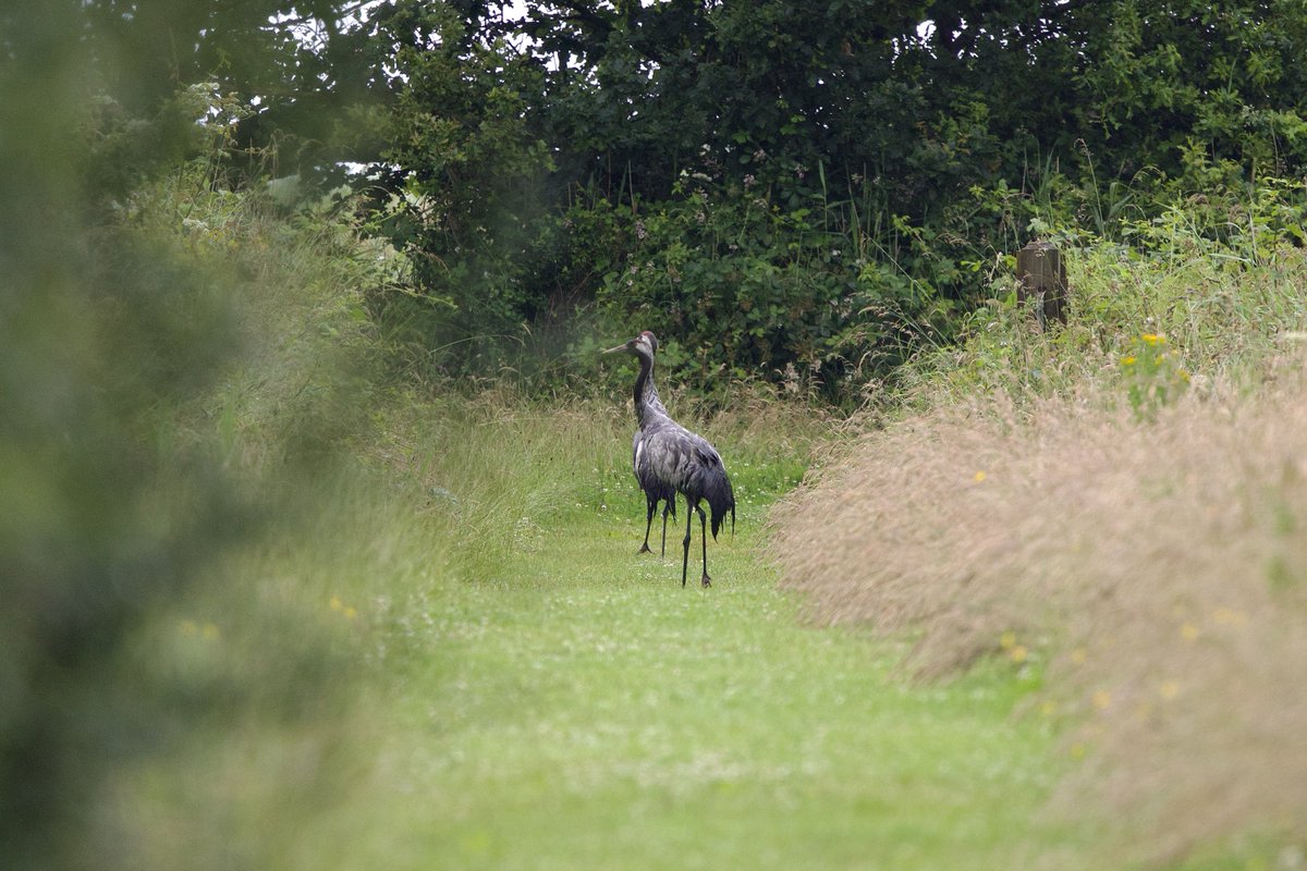 Not what we expected to see walking along the path in front of us at <a href="/NorfolkWT/">Norfolk Wildlife Trust</a> Hickling!