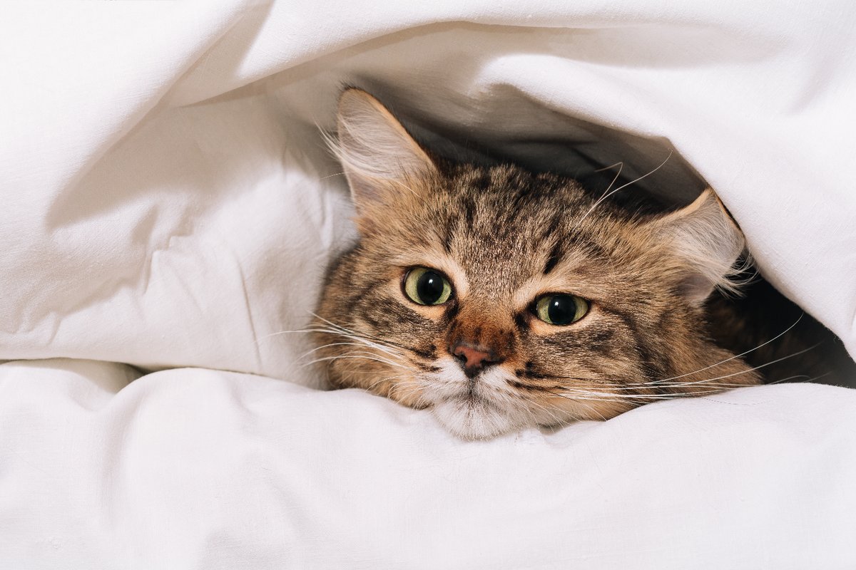 Every cat owner knows the struggle of trying to change the bed sheets with a cat around. 🛏️🙀

Do your cats love to do this?