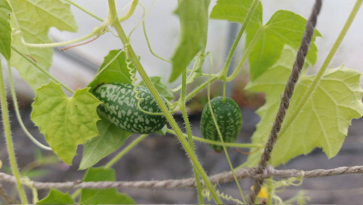 roy balfour tweet media