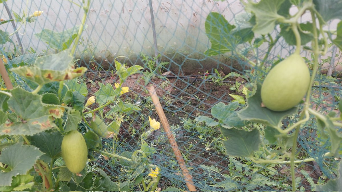 roy balfour tweet media