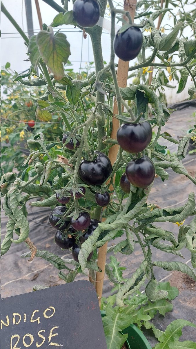 roy balfour tweet media