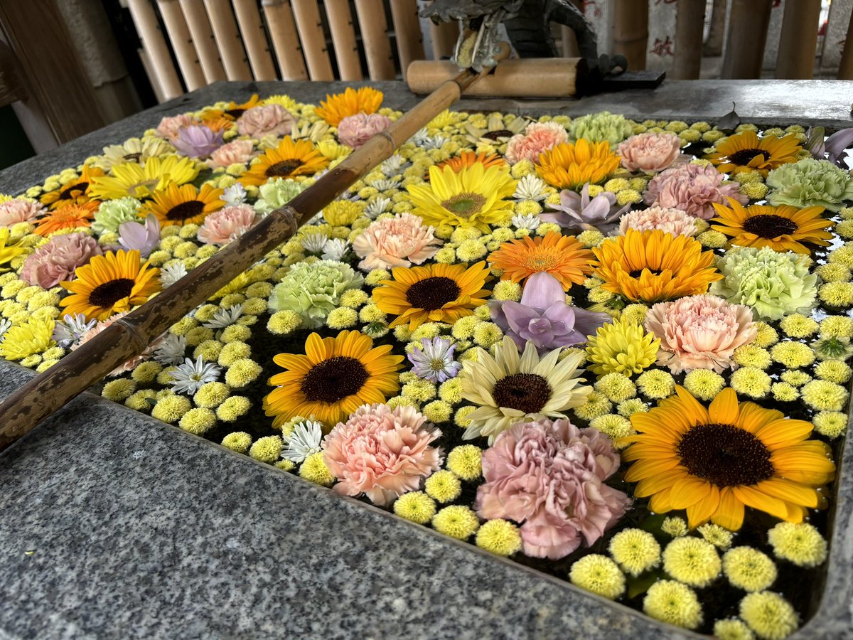 koenji_hikawa's tweet photo. 週末は気象神社も猛暑日となりましたので爽やかな花手水を作って戴きました。
#しずく
#Shizuku
#花手水
#高円寺氷川神社
#気象神社 https://t.co/CtXjOjHO9q