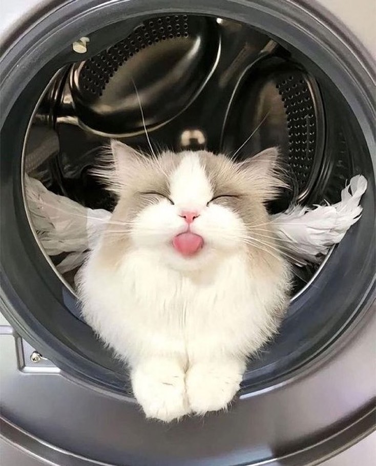 PunchingCat's tweet photo. https://t.co/4CKNi12n8d