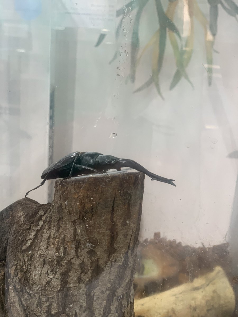 家の近くに昨日、あるのを知って息子と行ってきました😄生で見るのは初めてのものばっかで大人も子供も興奮できる場所でした🤩楽しかったー✨
#クワカブの部屋
#川越市