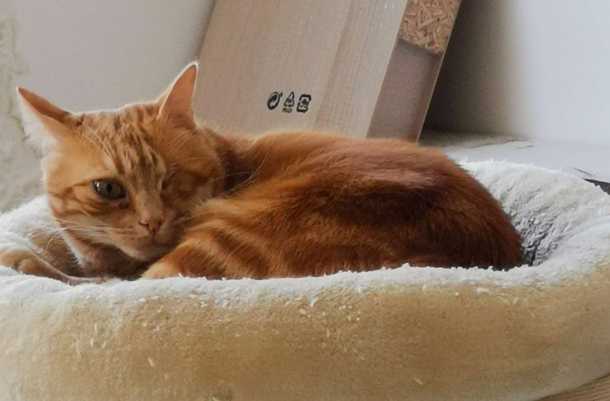 Taehupo's tweet photo. Bonjour à tous, c'est pas souvent que je post, mais aujourd'hui, j'ai besoin d'aide. Mon chat, Méli, c'est enfuit cette nuit, sur Aix-en-Provence. Si vous pouvez aidez ne serais-ce qu'à rendre ma petite Méli visible, pour qu'on la retrouve, je vous remercie. https://t.co/pl7Bil7ewo