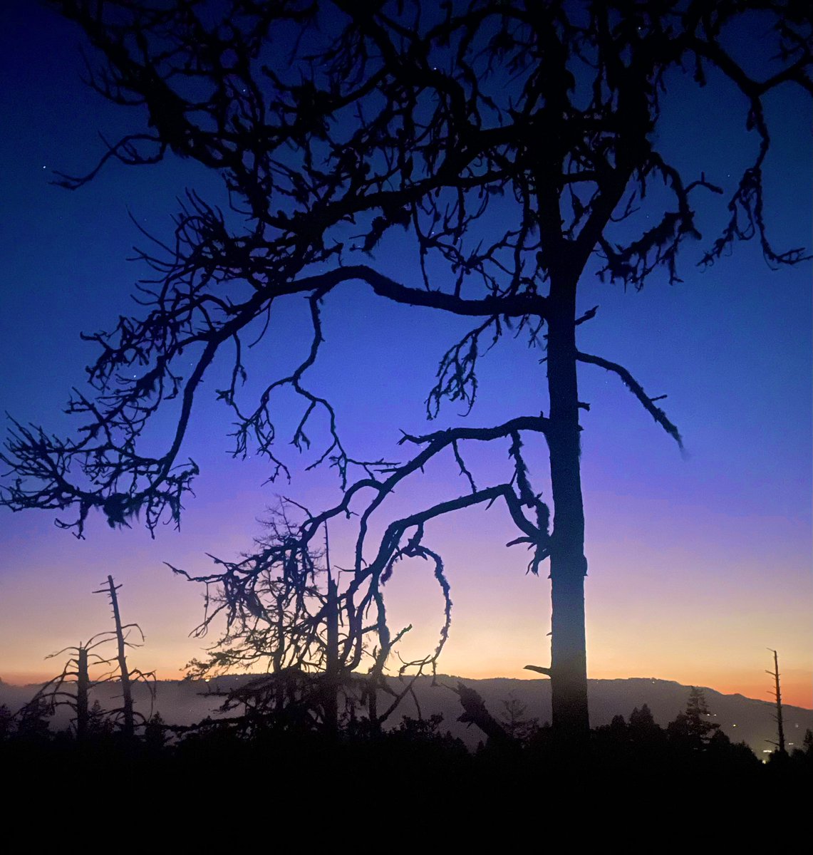 CoachKiraly's tweet photo. Santa Cruz Mountains https://t.co/xrkviHNQoT