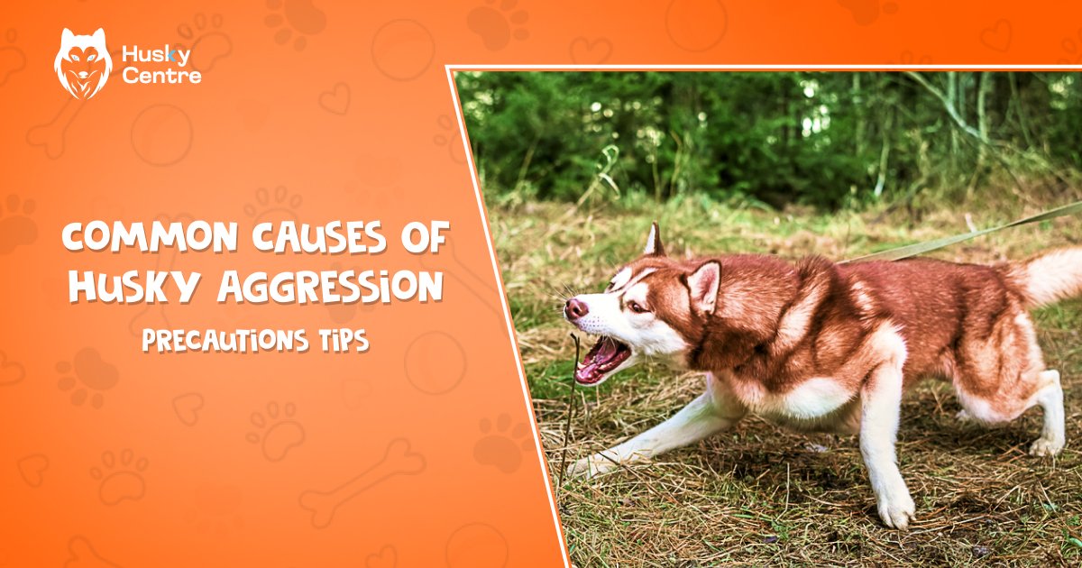 HuskyCentre's tweet photo. Learn how to deal with an aggressive Husky using expert tips. Discover effective strategies for managing and training your Husky to ensure harmony.

𝐑𝐞𝐚𝐝 𝐌𝐨𝐫𝐞: https://t.co/NPkEHt9Cc4

#HuskyTraining #DogBehavior #AggressiveDog #HuskyCare #PetTraining #DogTips #HuskyLife https://t.co/dSL3FZAxVp