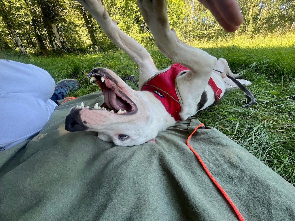 Mimo en adopción💚
Fue uno de esos 'regalos de usar y encerrar sin comida ni agua' cuando dejan de ser cachorros
Alegre, sin pizca de rencor, tierno, disfrutón, sociable con todo bicho viviente, humano y peludo. 2 años. Chipeado y esterilizado. Licencia ppp
📞604003950 [A Coruña]