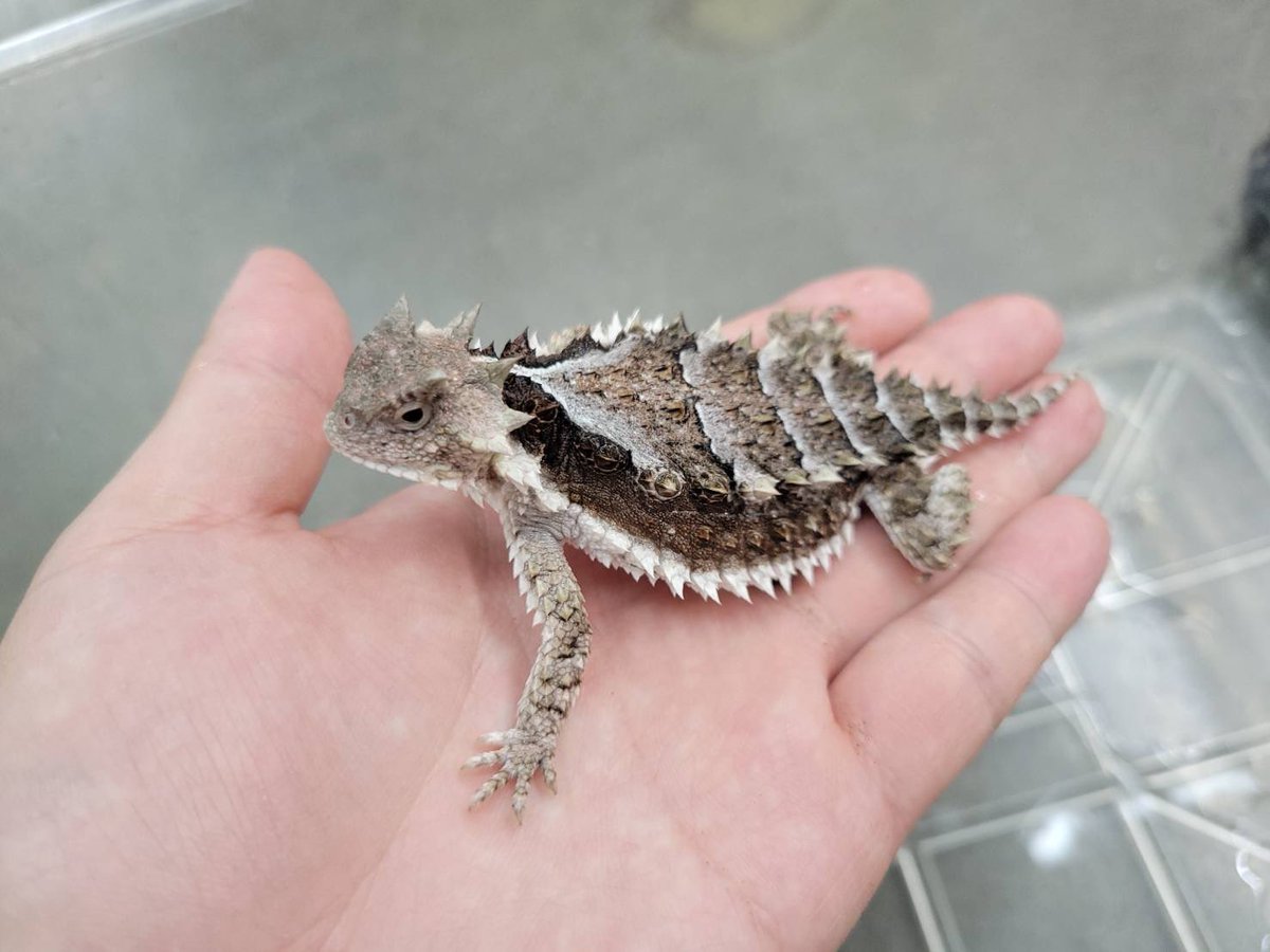 高品質！ ジャイントホーンドリザード（コリーマオオツノトカゲ） 頭骨