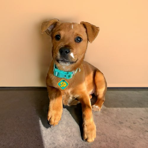 defishii's tweet photo. @dj_budsol #SCRAPPY is on the next leg up!

CTO team is working insanely hard! https://t.co/fBVcZB7RGG